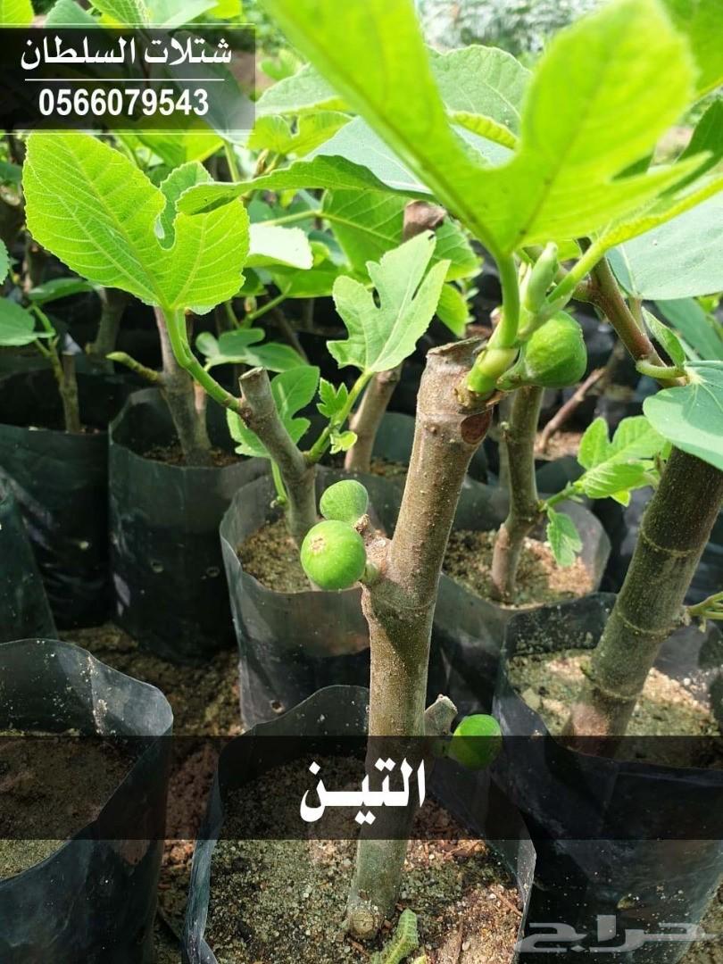 شتلات السلطان ... 0566079543