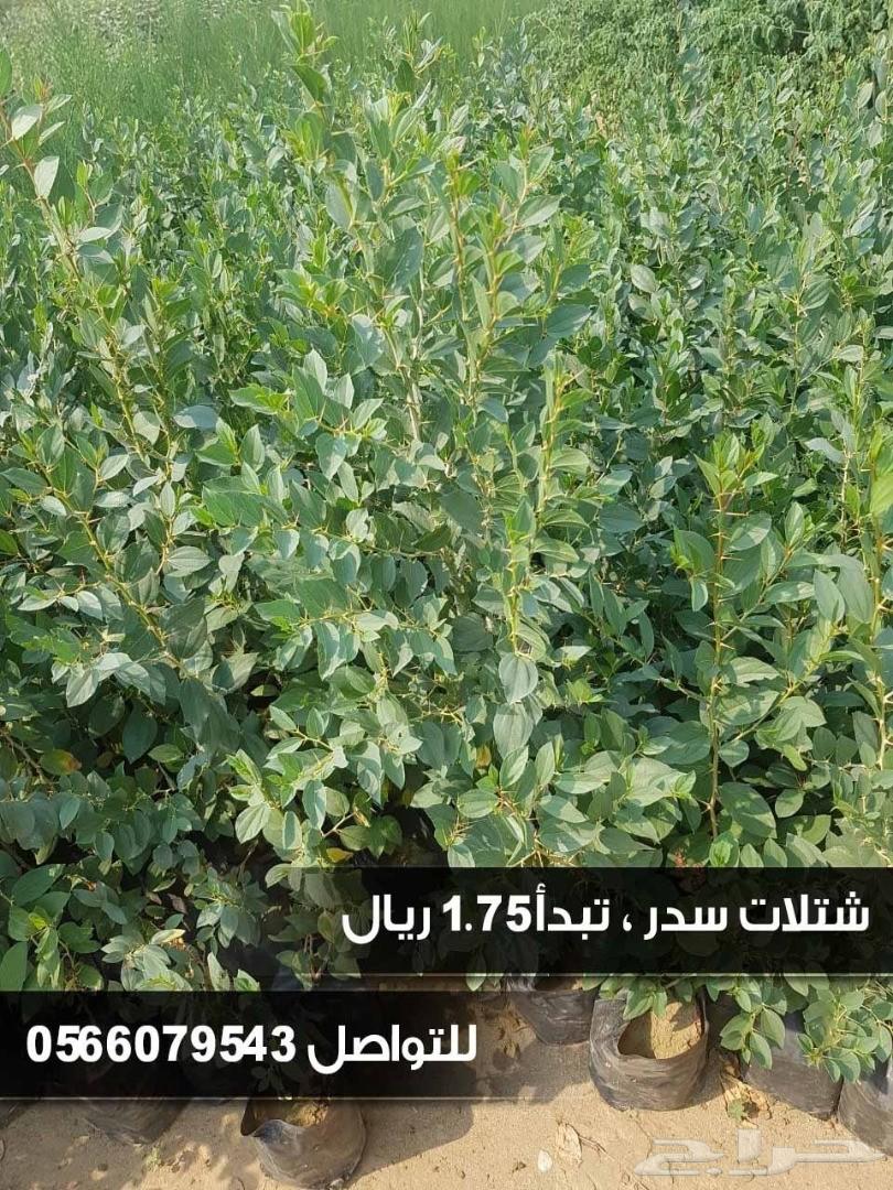 شتلات السلطان ... 0566079543
