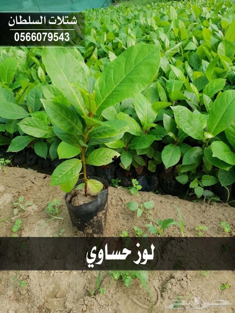 شتلات السلطان ... 0566079543