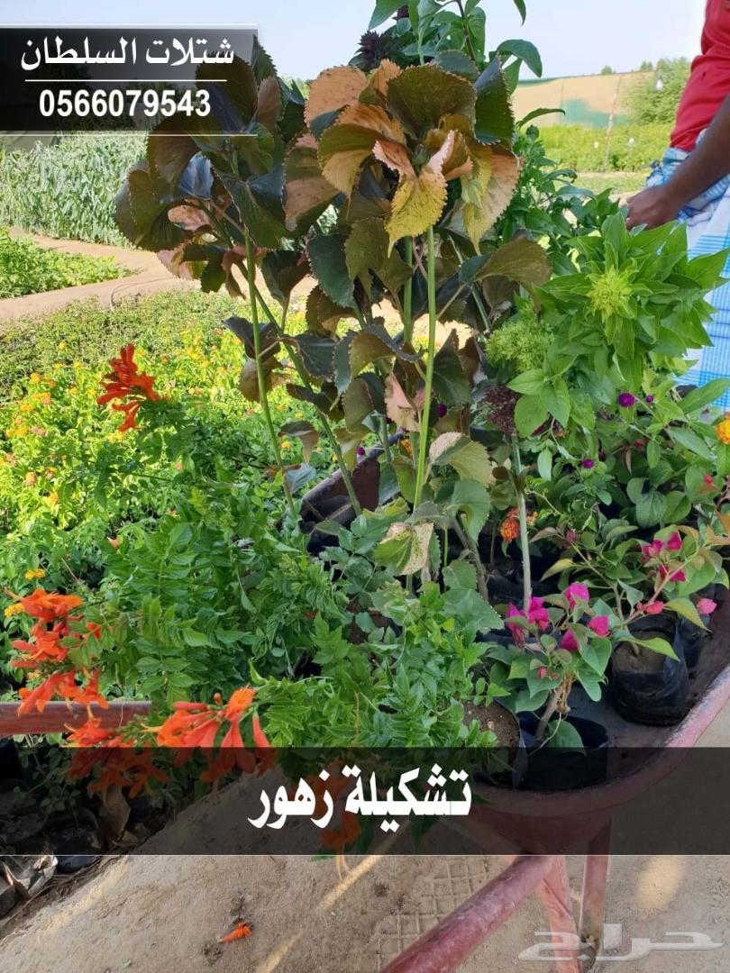 شتلات السلطان ... 0566079543