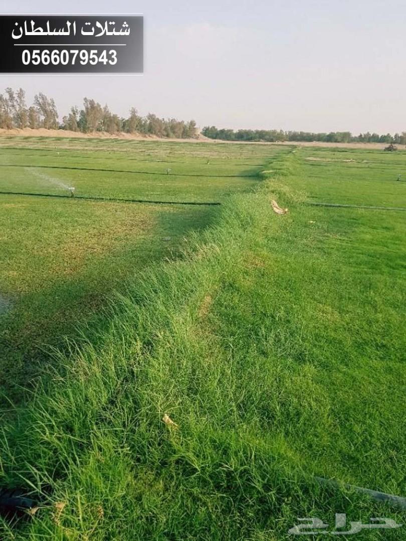 شتلات السلطان ... 0566079543