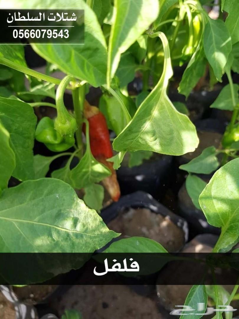 شتلات السلطان ... 0566079543