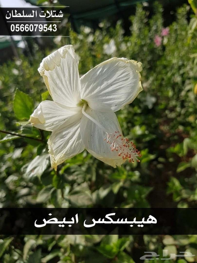 شتلات السلطان ... 0566079543