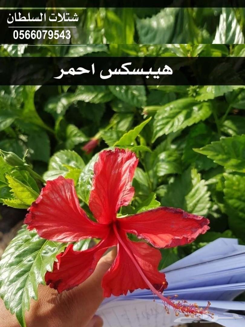 شتلات السلطان ... 0566079543