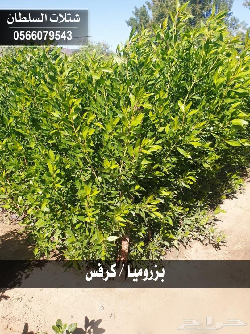 شتلات السلطان ... 0566079543