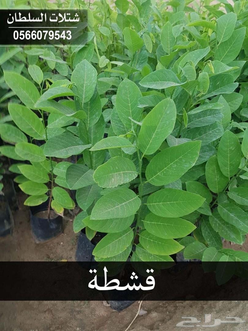 شتلات السلطان ... 0566079543