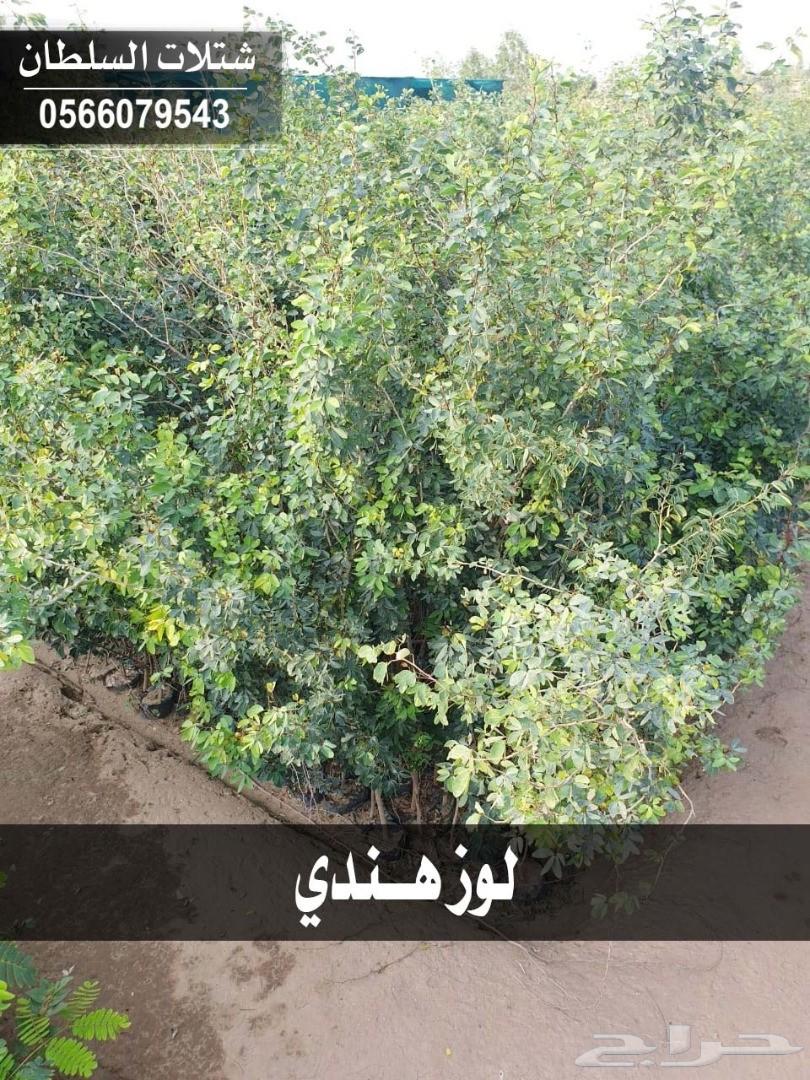 شتلات السلطان ... 0566079543