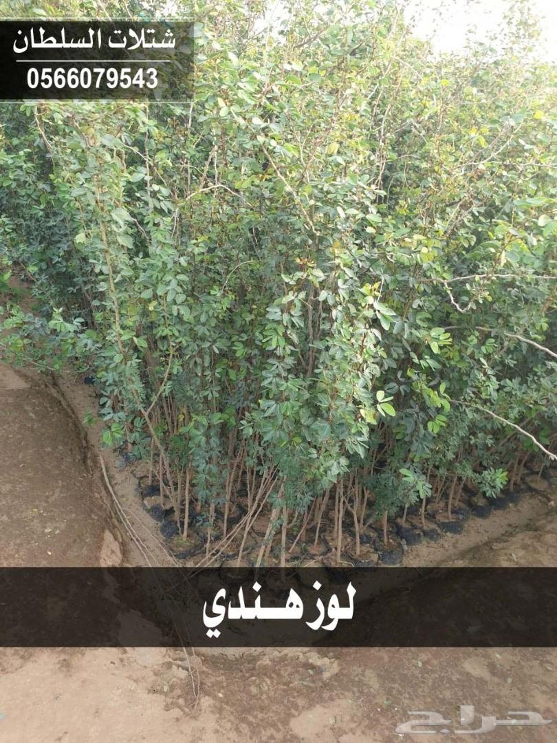 شتلات السلطان ... 0566079543