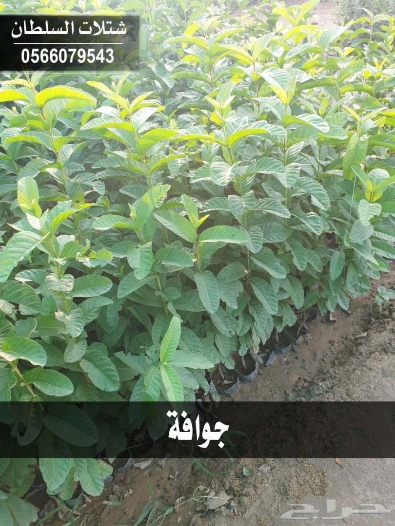 شتلات السلطان ... 0566079543