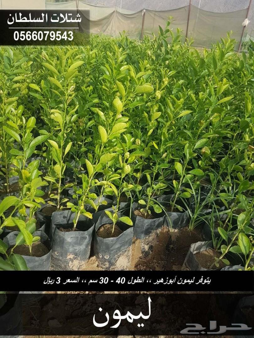 شتلات السلطان ... 0566079543