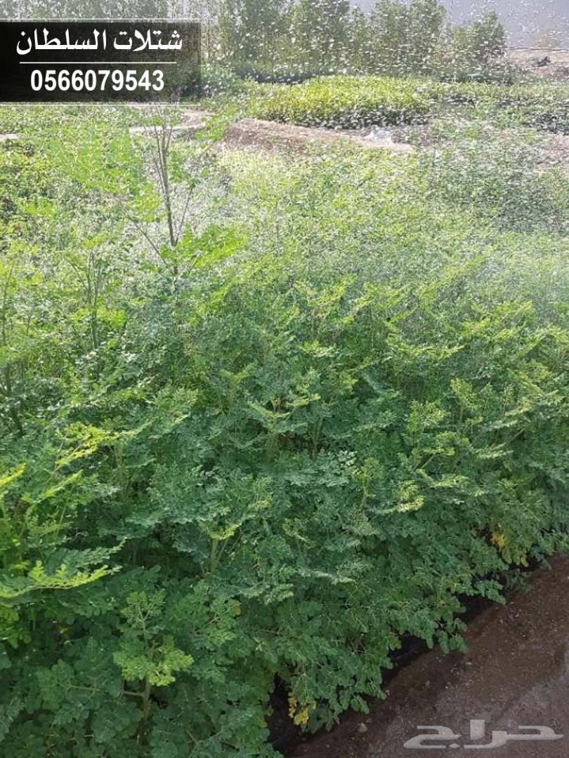 شتلات السلطان ... 0566079543