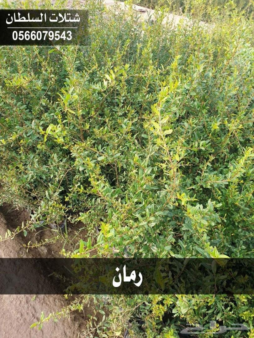 شتلات السلطان ... 0566079543