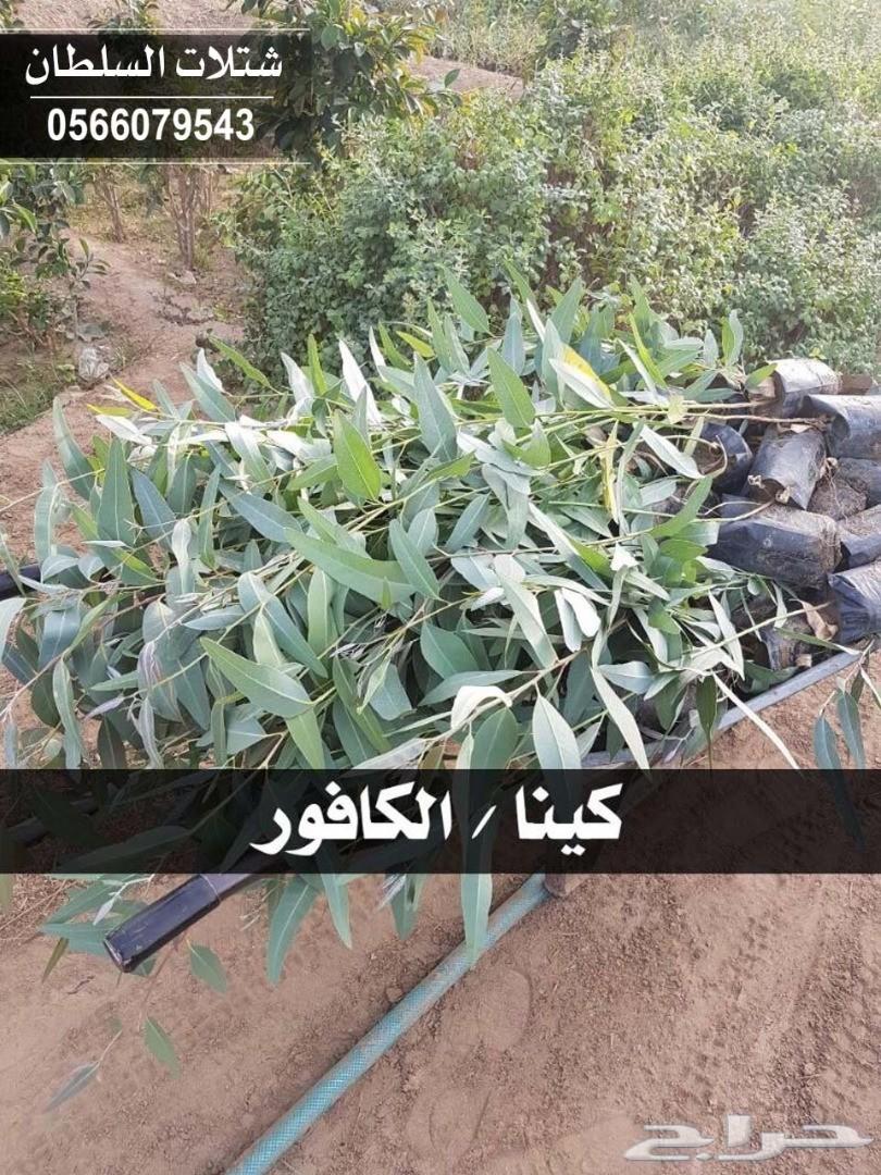 شتلات السلطان ... 0566079543