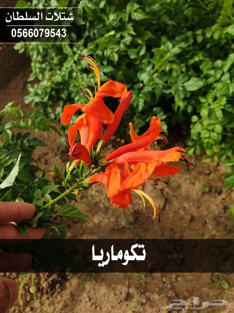 شتلات السلطان ... 0566079543