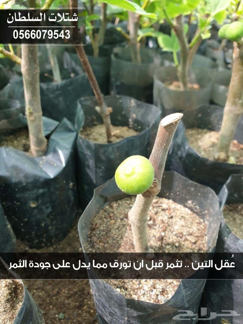 شتلات السلطان ... 0566079543