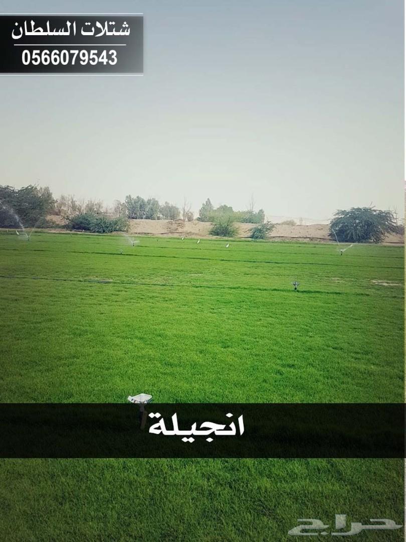 شتلات السلطان ... 0566079543