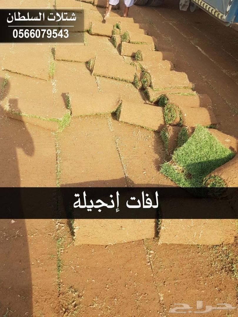 شتلات السلطان ... 0566079543
