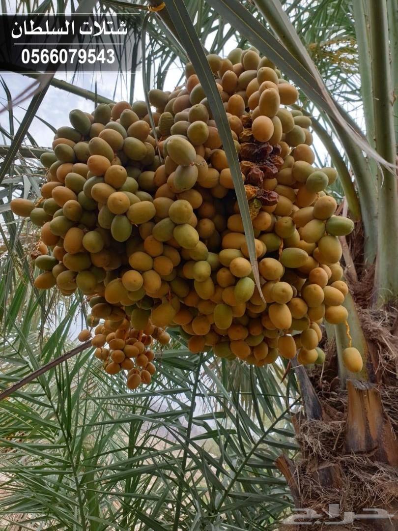 شتلات السلطان ... 0566079543