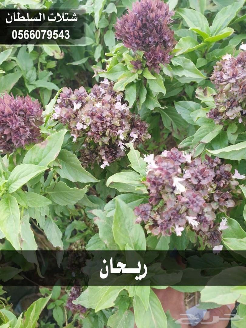شتلات السلطان ... 0566079543