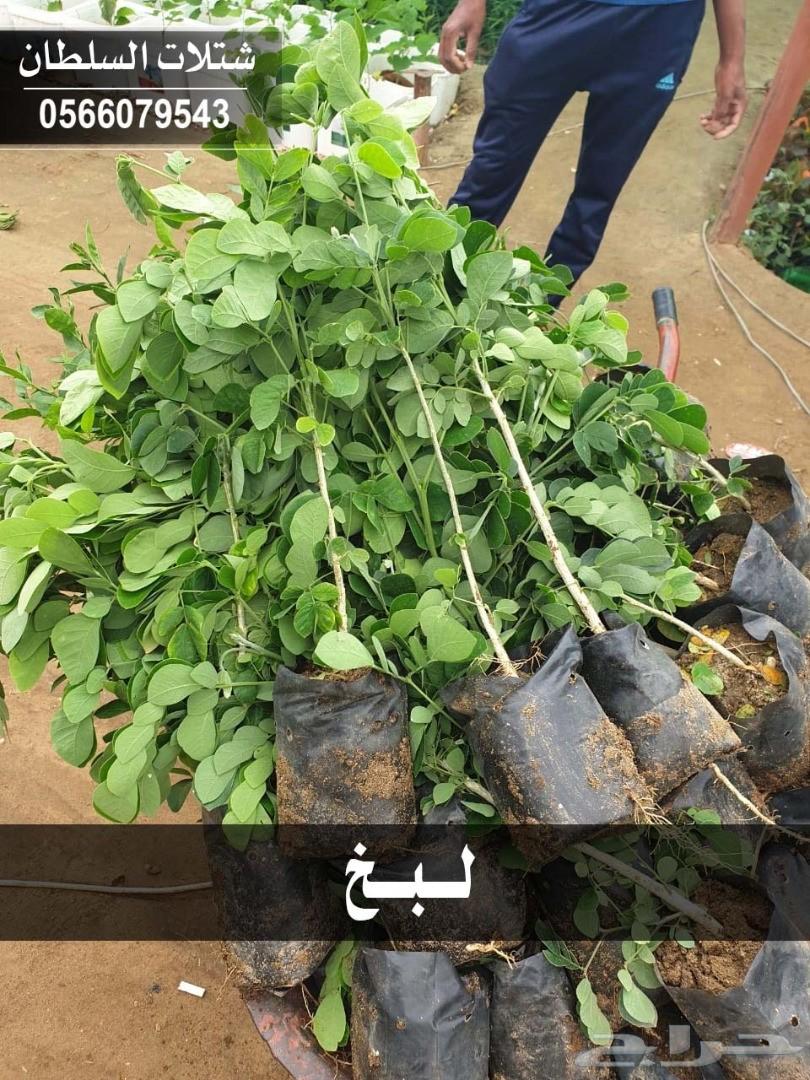 شتلات السلطان ... 0566079543