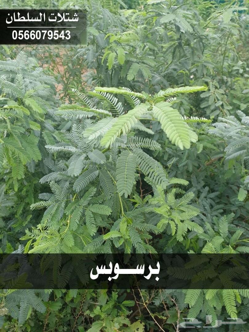 شتلات السلطان ... 0566079543