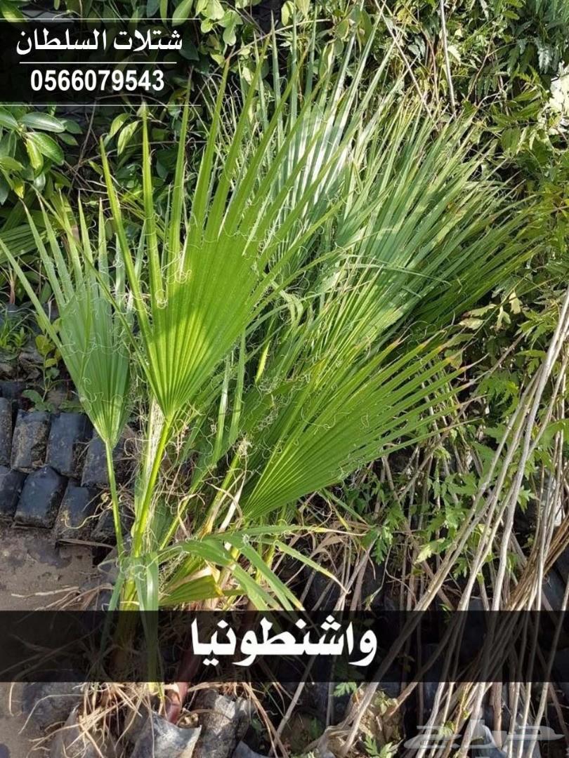 شتلات السلطان ... 0566079543