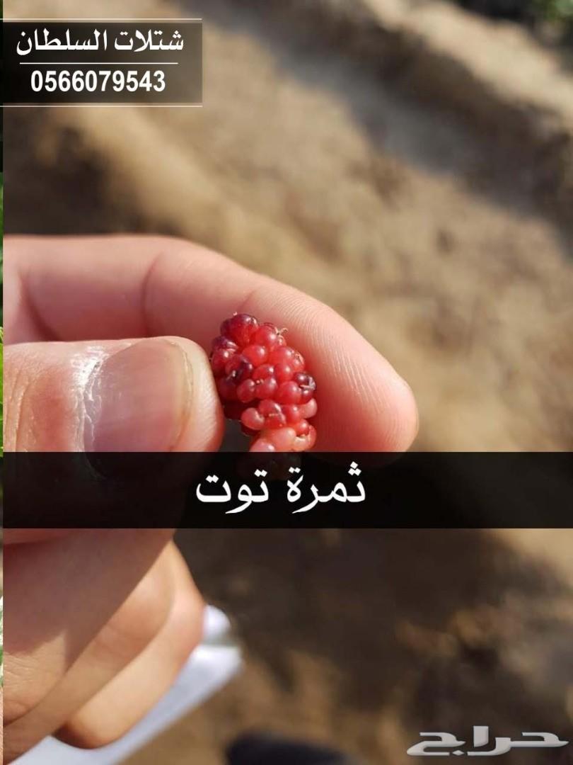 شتلات السلطان ... 0566079543