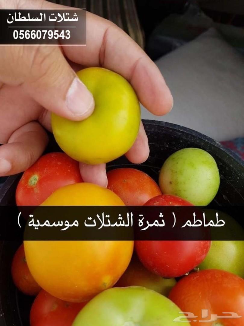 شتلات السلطان ... 0566079543