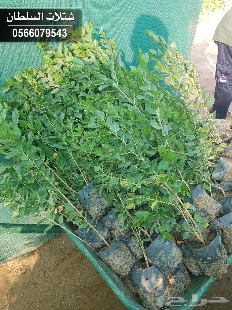 شتلات السلطان ... 0566079543