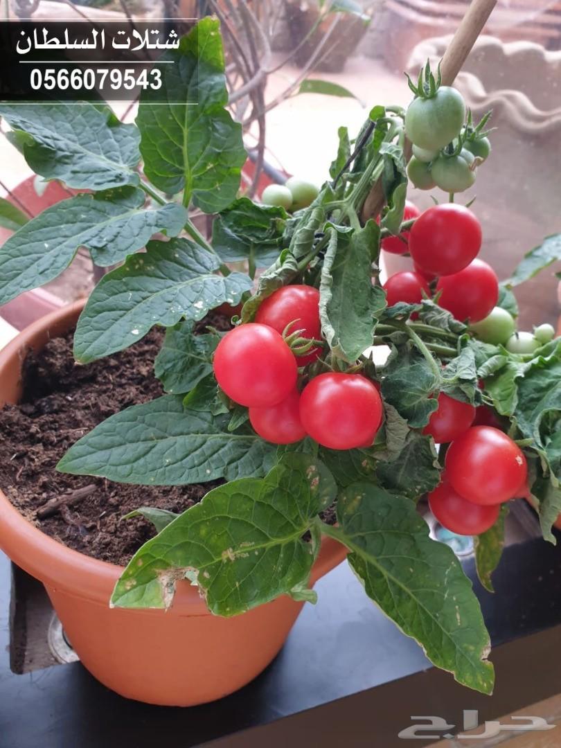 شتلات السلطان ... 0566079543