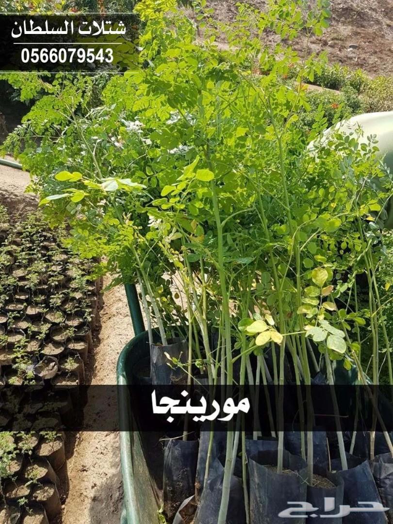شتلات السلطان ... 0566079543