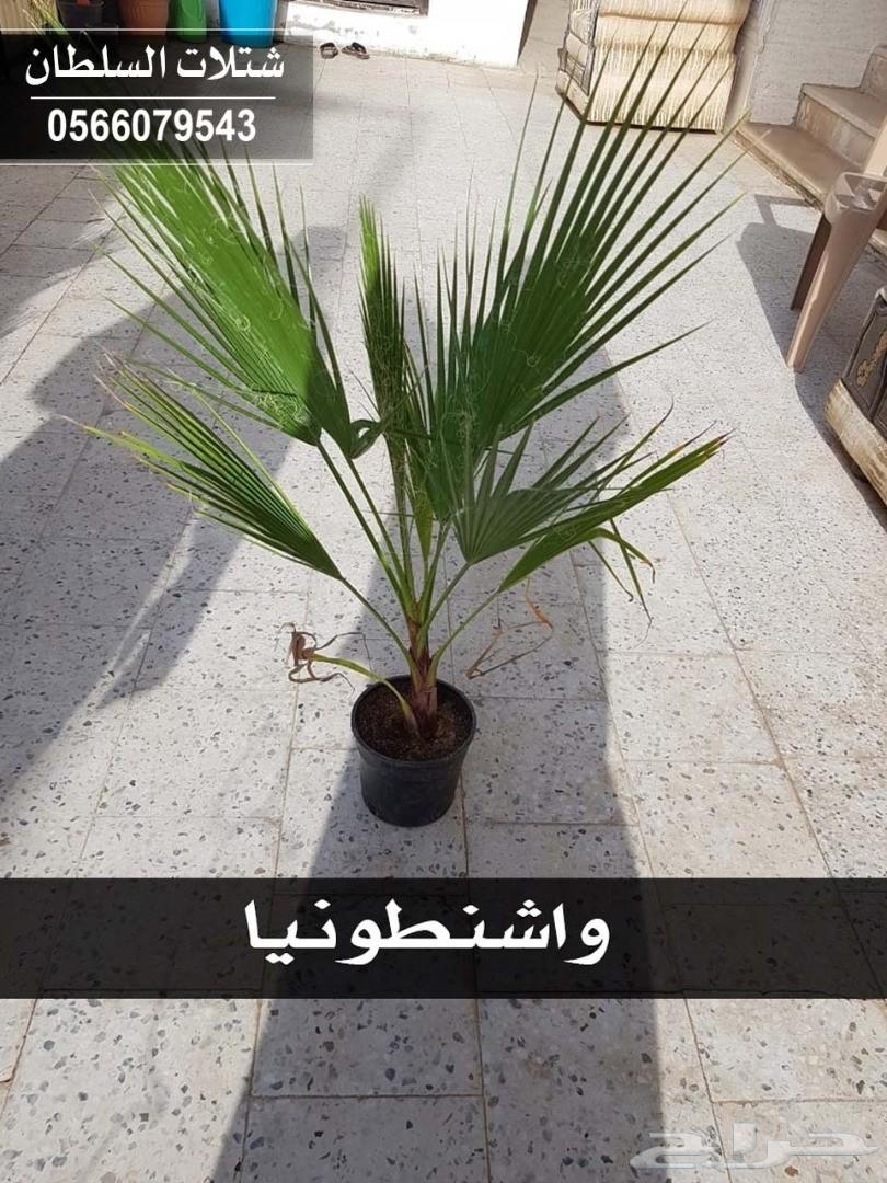 شتلات السلطان ... 0566079543