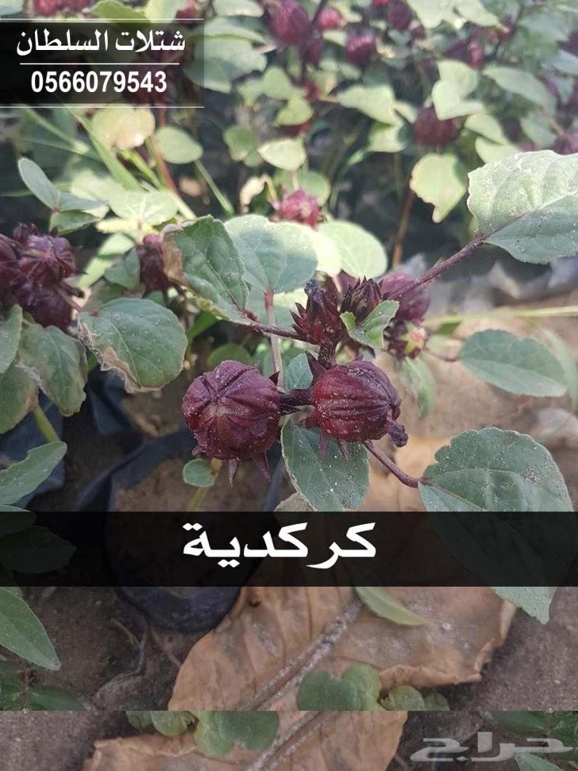 شتلات السلطان ... 0566079543