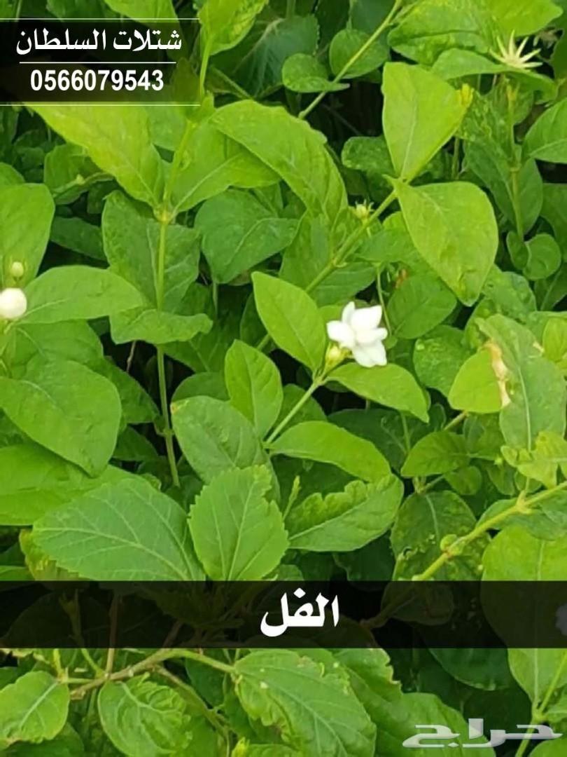 شتلات السلطان ... 0566079543