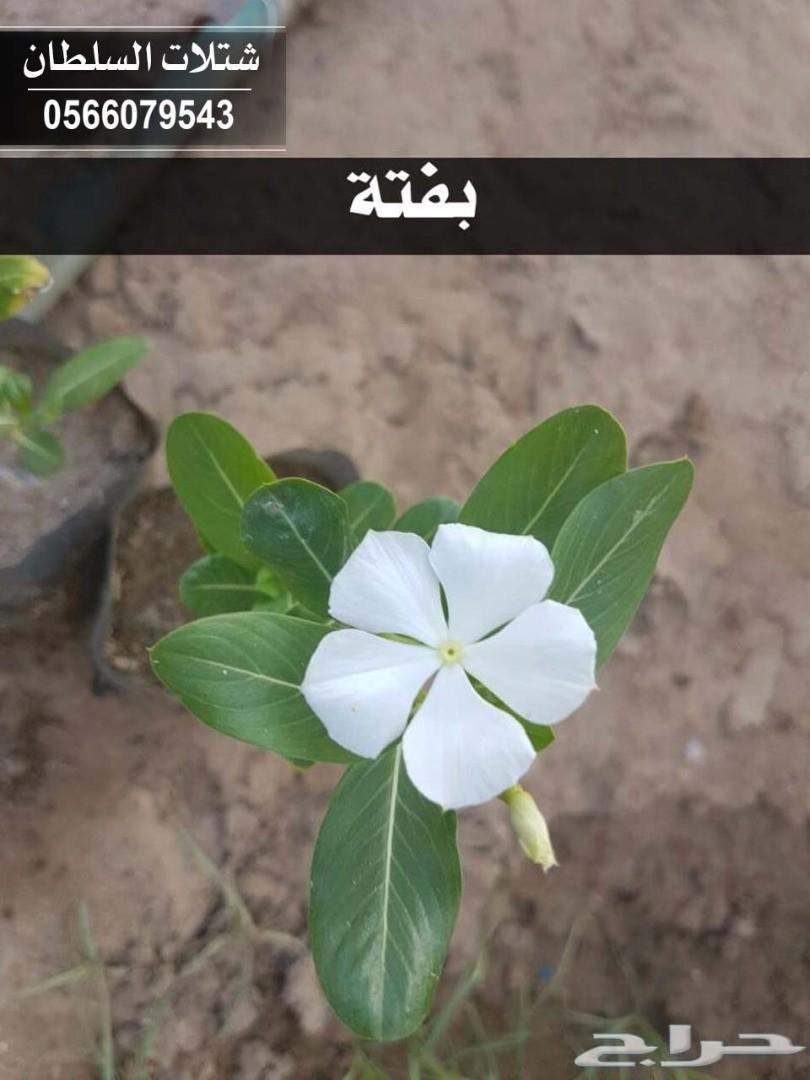 شتلات السلطان ... 0566079543