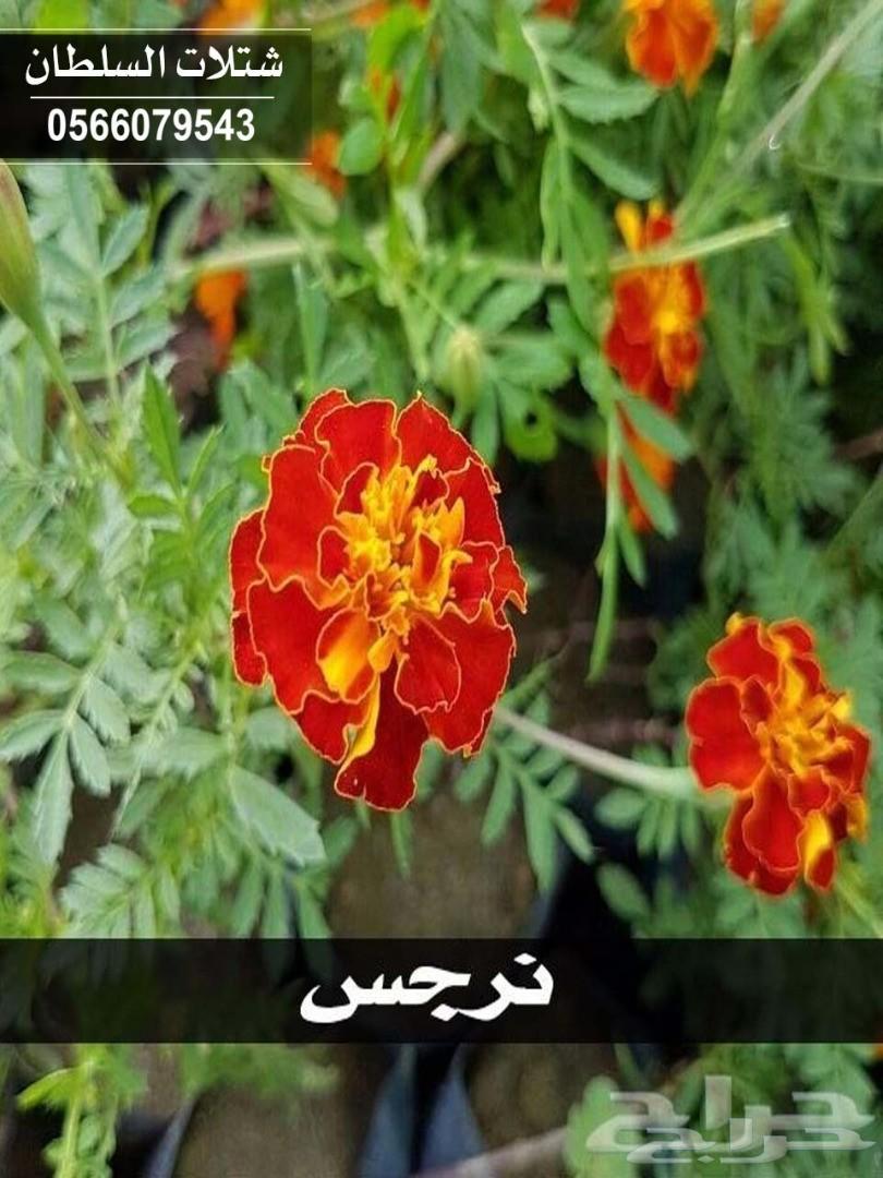 شتلات السلطان ... 0566079543