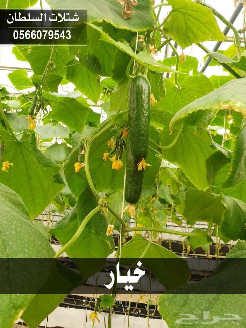 شتلات السلطان ... 0566079543