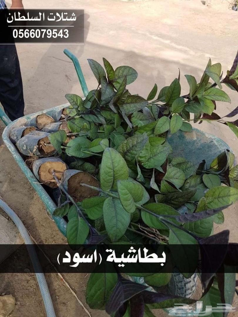 شتلات السلطان ... 0566079543