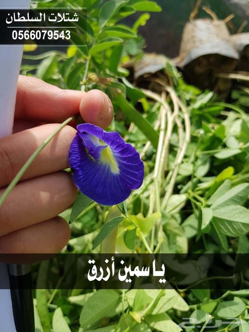 شتلات السلطان ... 0566079543