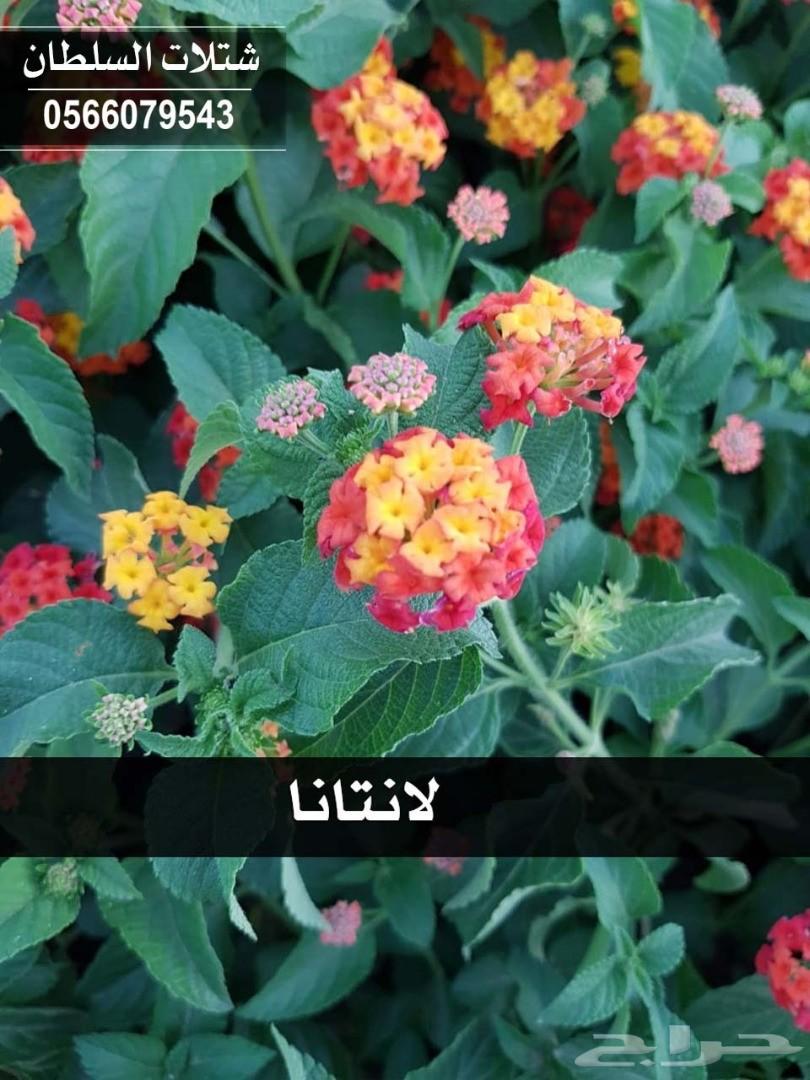 شتلات السلطان ... 0566079543