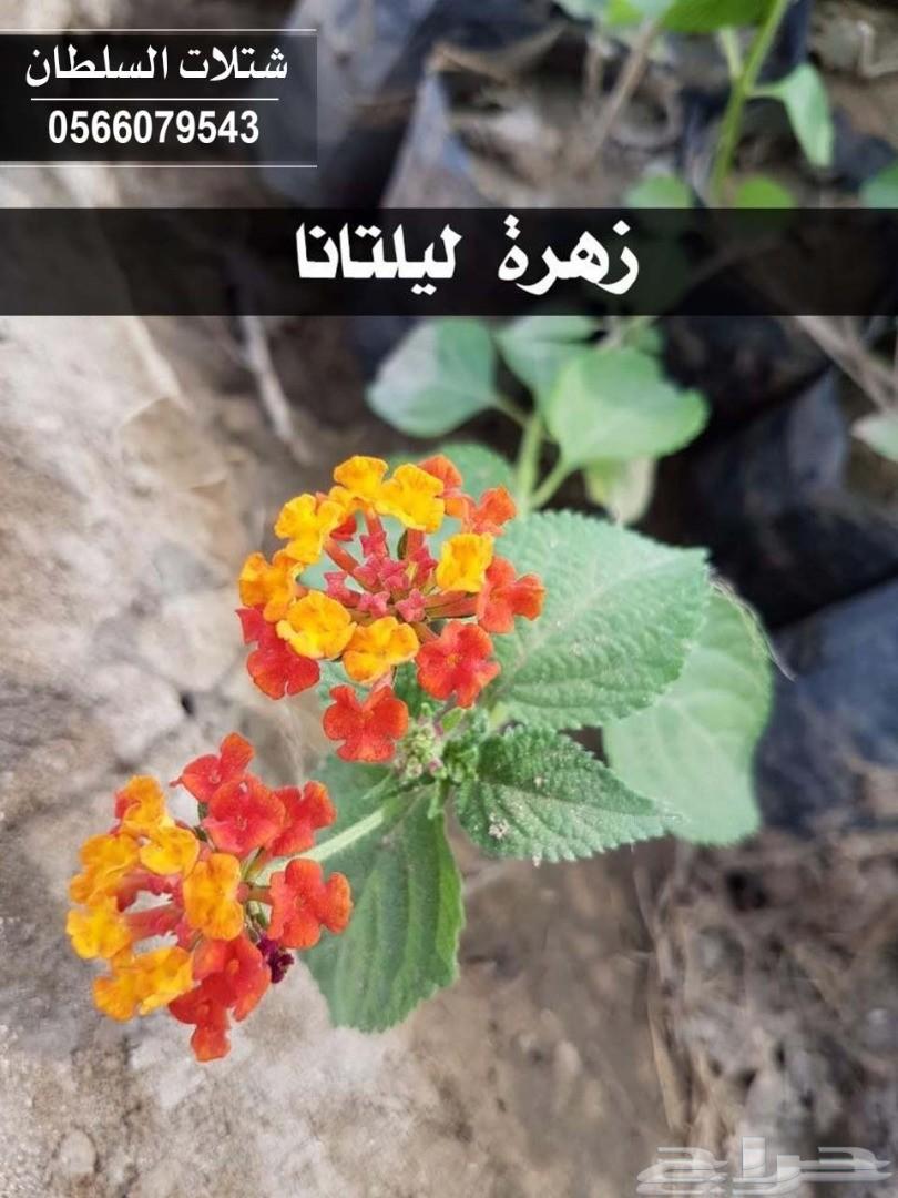 شتلات السلطان ... 0566079543