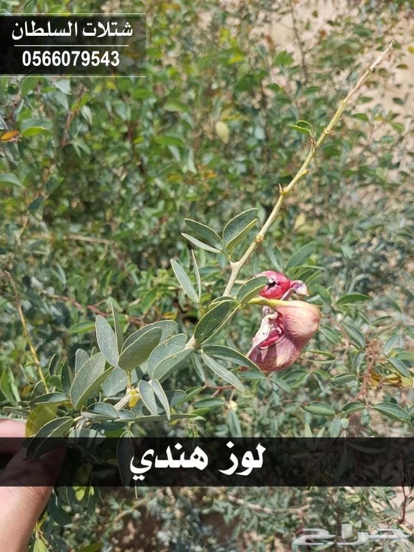 شتلات السلطان ... 0566079543