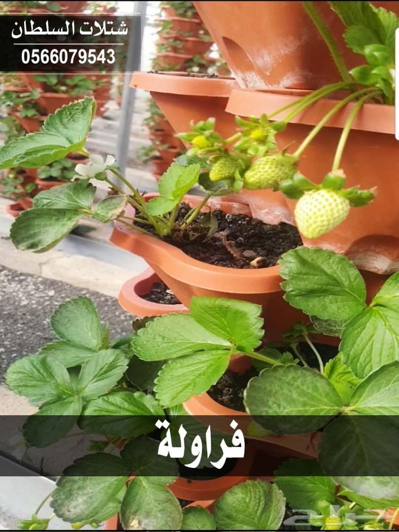 شتلات السلطان ... 0566079543