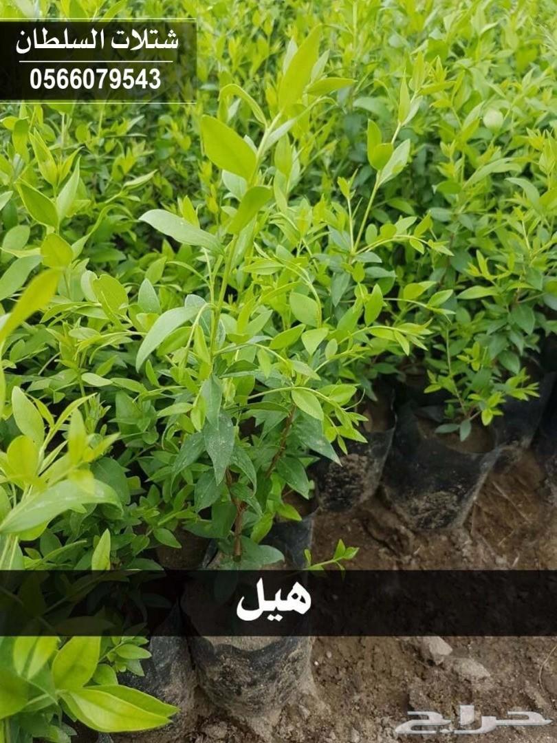 شتلات السلطان ... 0566079543
