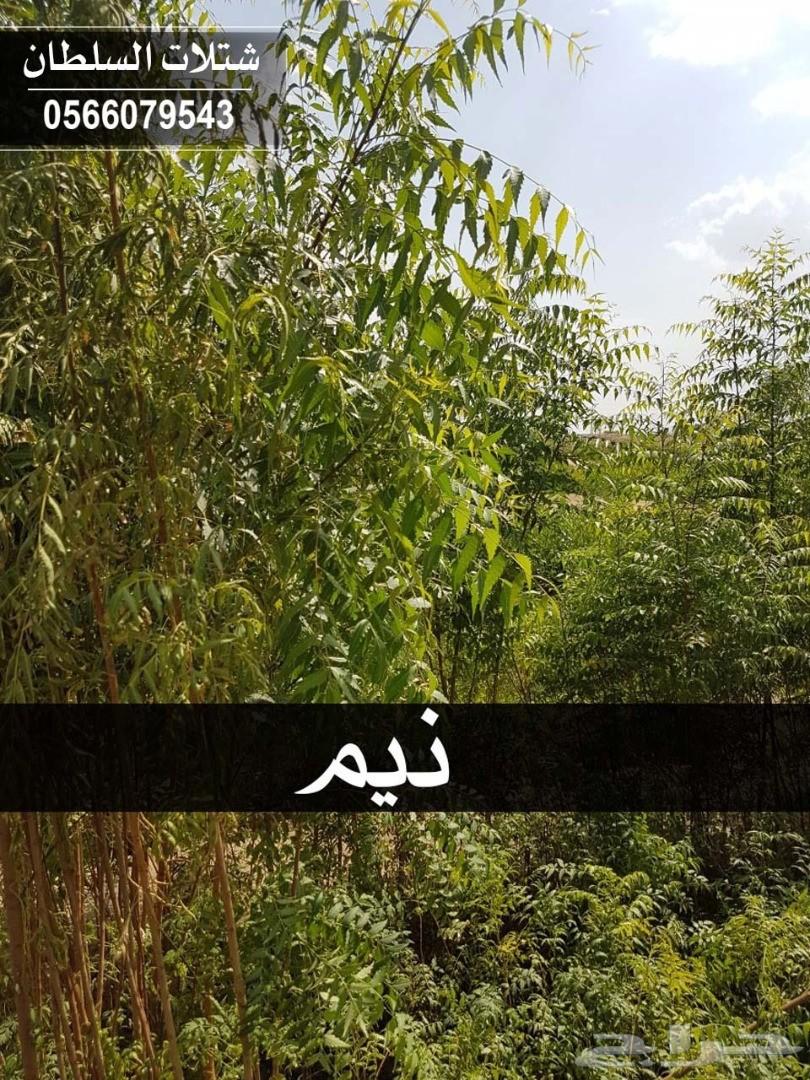شتلات السلطان ... 0566079543