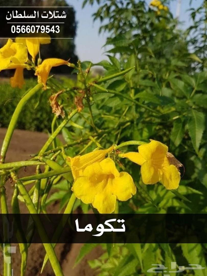 شتلات السلطان ... 0566079543