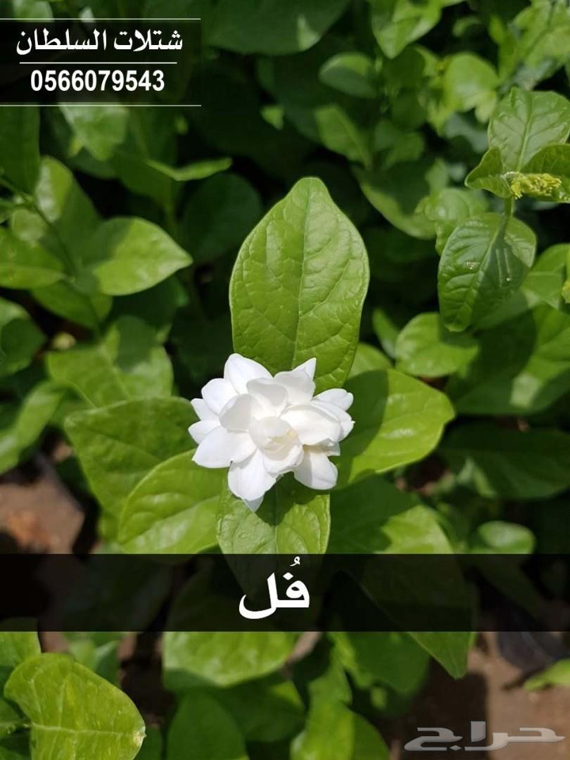 شتلات السلطان ... 0566079543