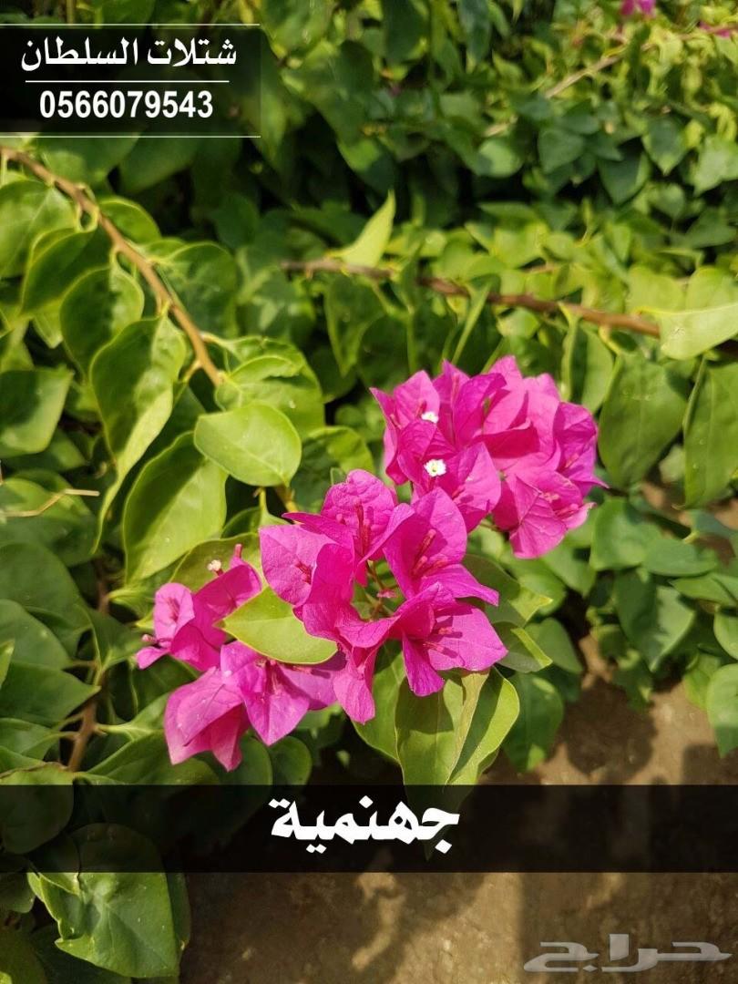 شتلات السلطان ... 0566079543
