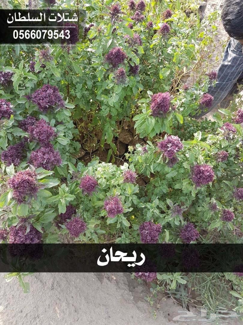 شتلات السلطان ... 0566079543