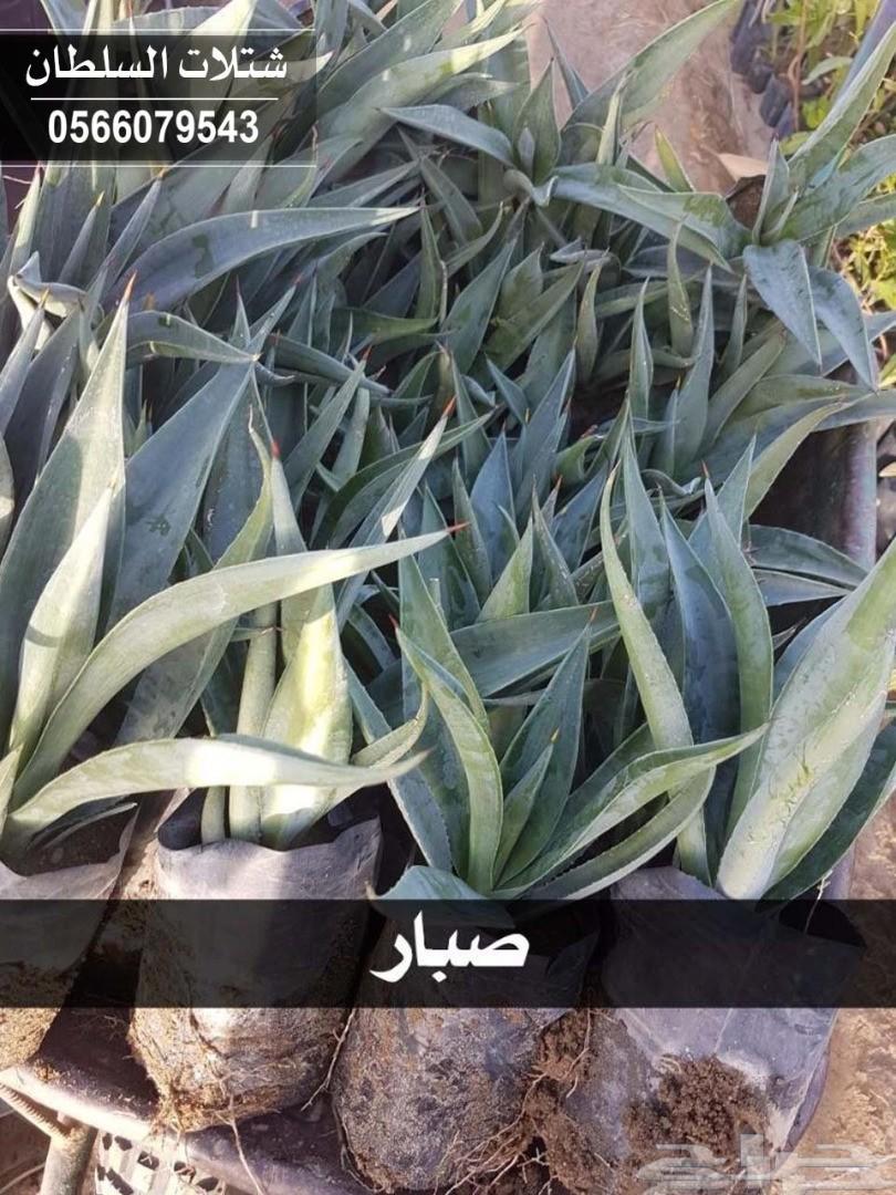 شتلات السلطان ... 0566079543